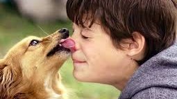 Learning emotion from animals